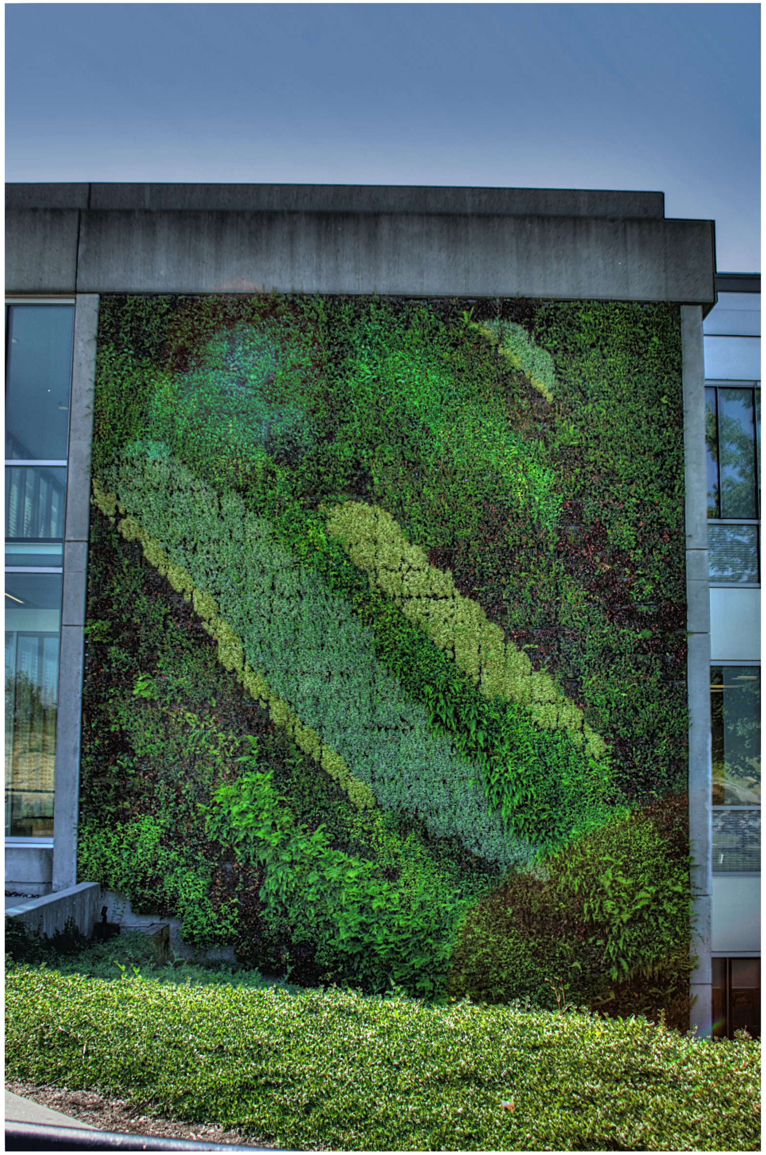 A Living Wall, plants growing vertically up a building