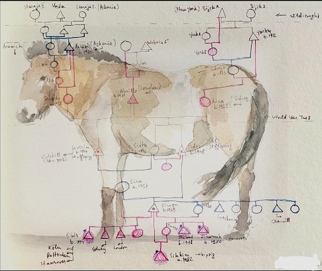 A watercolour illustration of a horse with a family tree written over it.