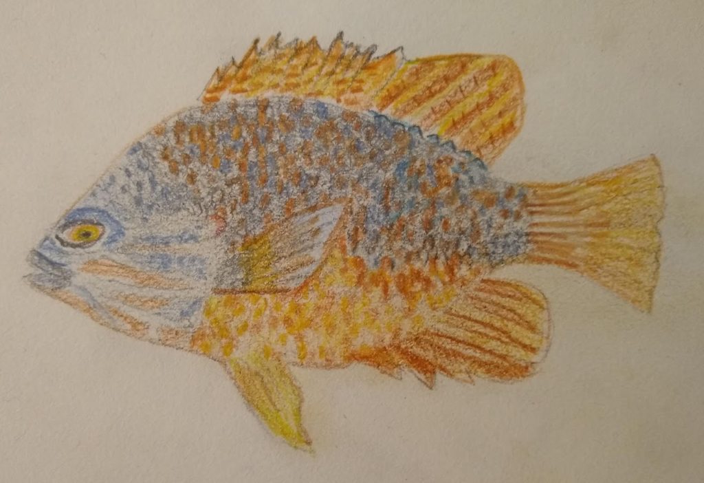 Drawing of Pumpkinseed Fish by Riyan van den Born – November 2021