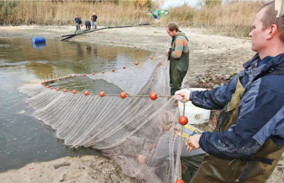 Two people pulling a net in from a lake edge in fishing gear.